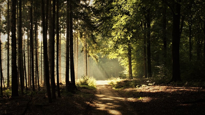 Mindful Nature Walk